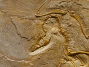 Unearth a Story: VINS presents Birds are Dinosaurs @ Latham Library